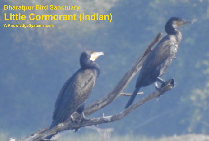 Cormorant Indian (18) Coming Soon